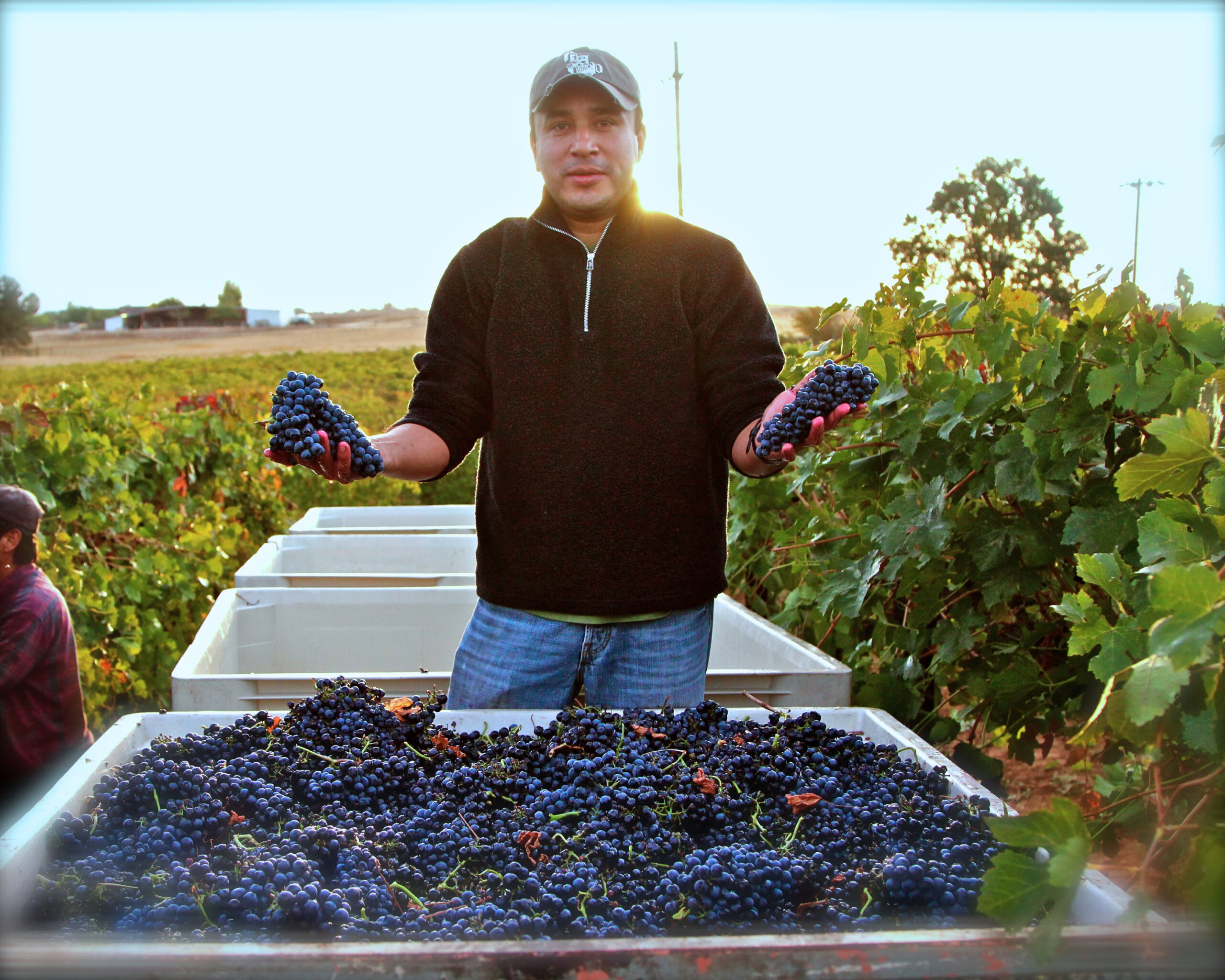 Man holding freshly picked grapes in a vineyard during harvest season in Lodi, California.