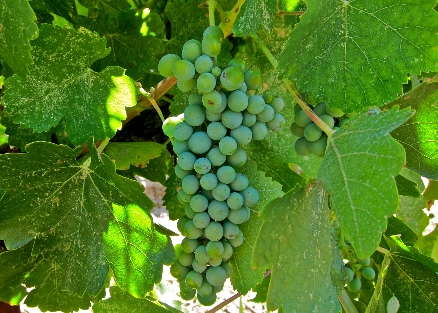 Green winegrape cluster hanging from vine with lush green leaves in Lodi, California.