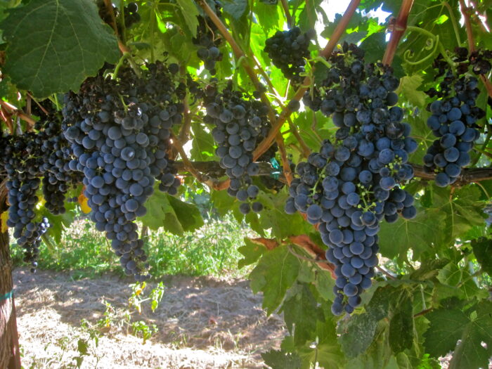 Close-up of ripe dark purple winegrapes hanging on the vine in a Lodi vineyard.