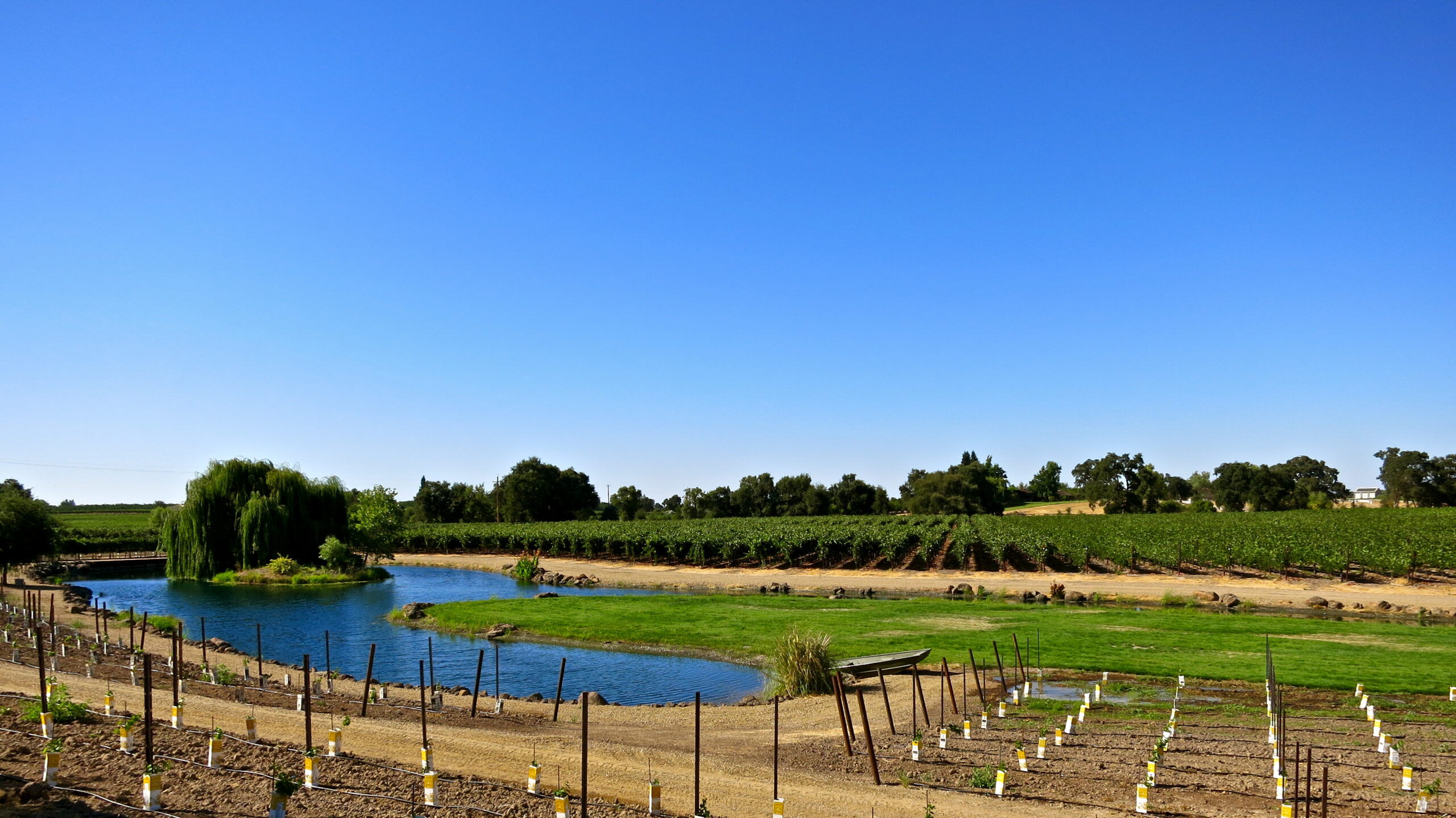 Scenic view of Lodi winegrape vineyard with a river, lush greenery, and clear blue sky.