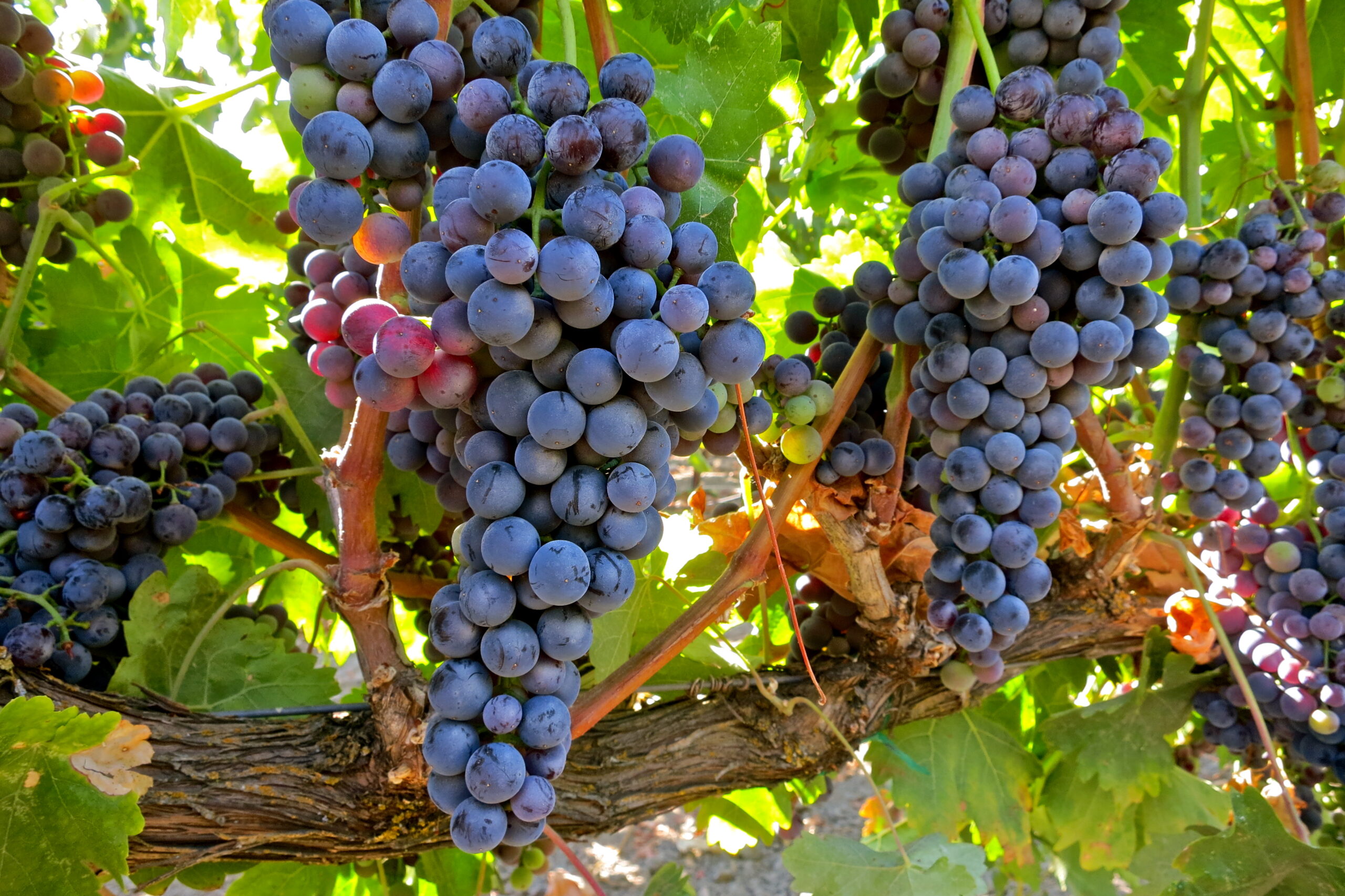Close-up of ripe purple winegrapes hanging on vine in Lodi wine region.