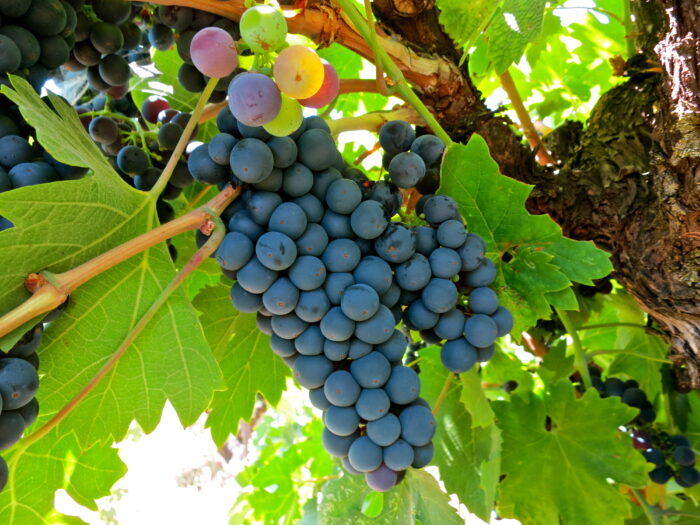 Close-up of ripe and unripe wine grapes on a vine in Lodi, California, showcasing grape variety and vineyard health.