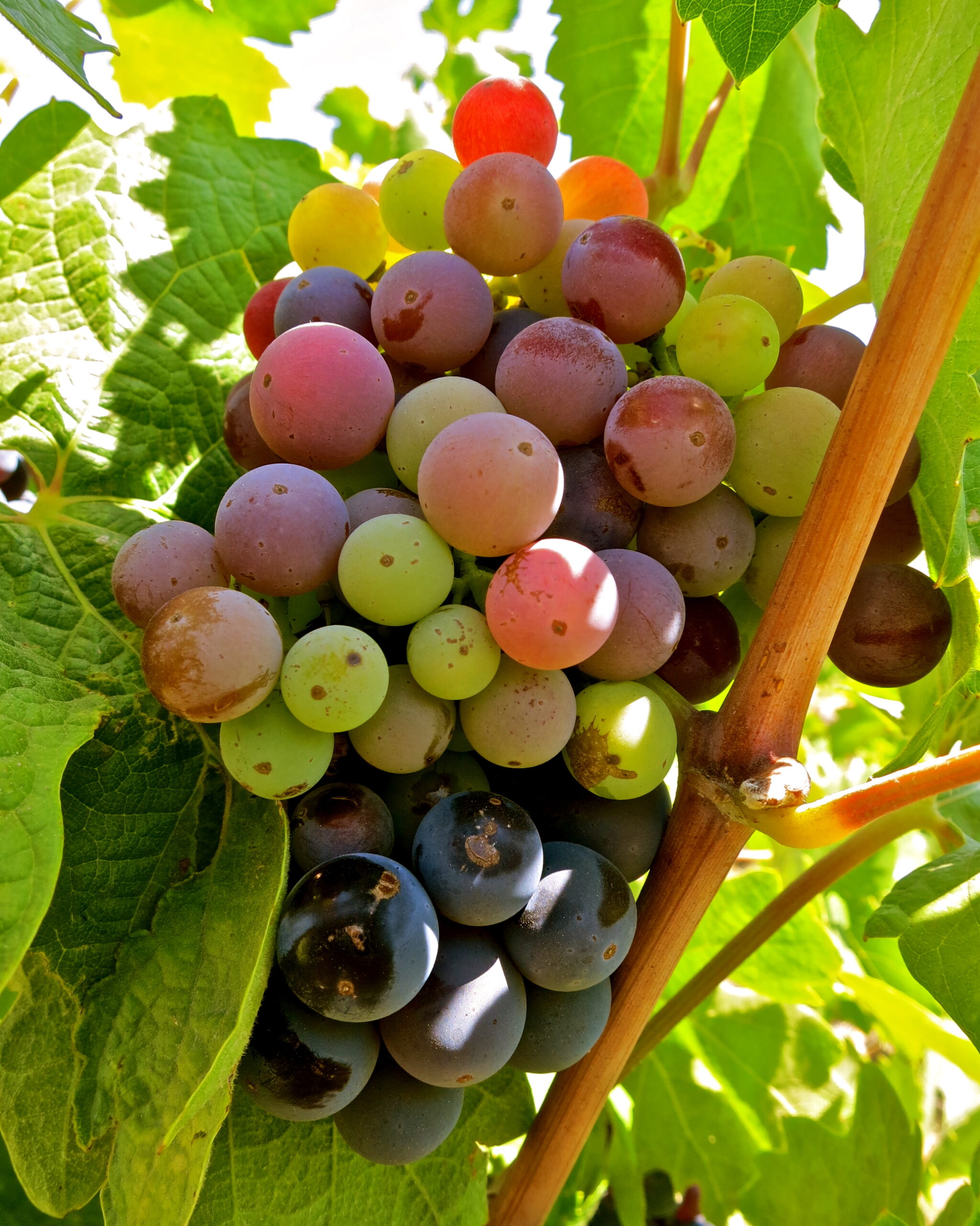Close-up of a ripe grape cluster on the vine, showcasing various colors from green to dark purple, in Lodi, California.