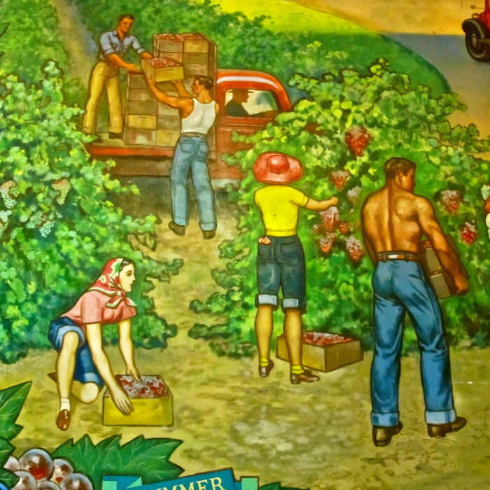 Workers harvest grapes in a vineyard for Lodi wine production, showcasing manual labor and lush grapevines.