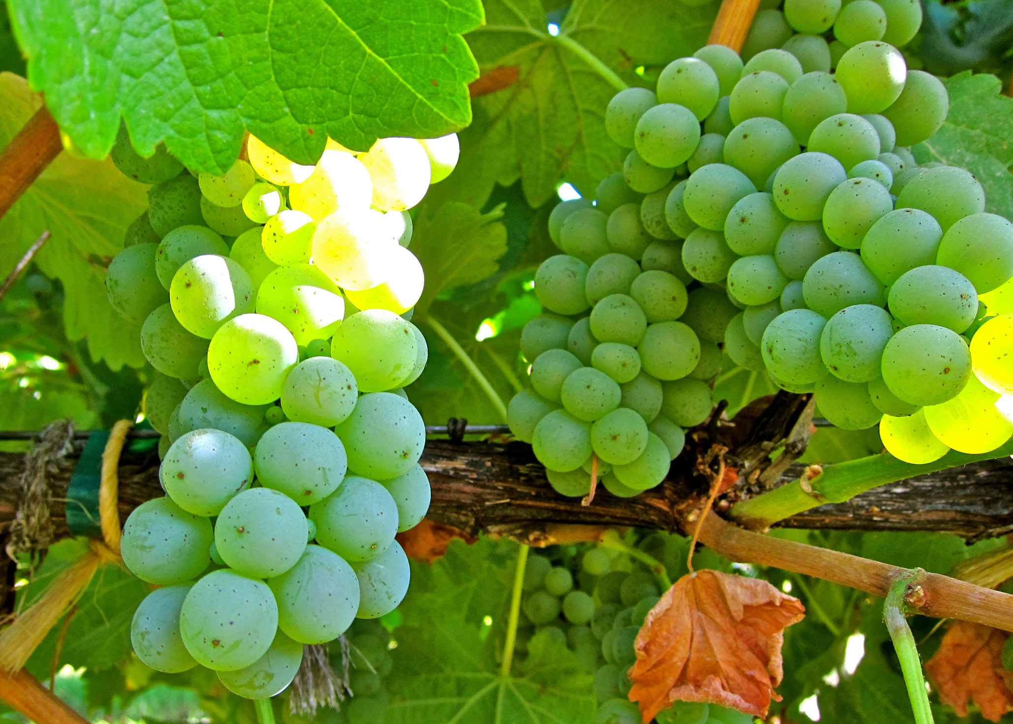 Close-up of green winegrape clusters hanging on vine in Lodi, California.