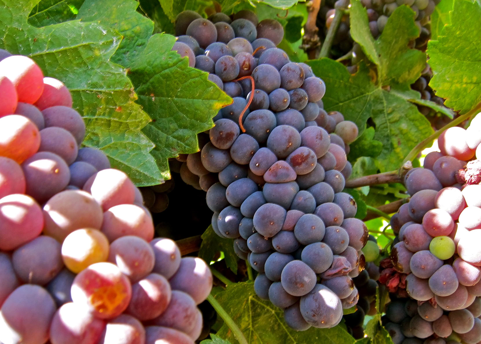 Close-up of ripe purple winegrapes on the vine with green leaves in Lodi, California.