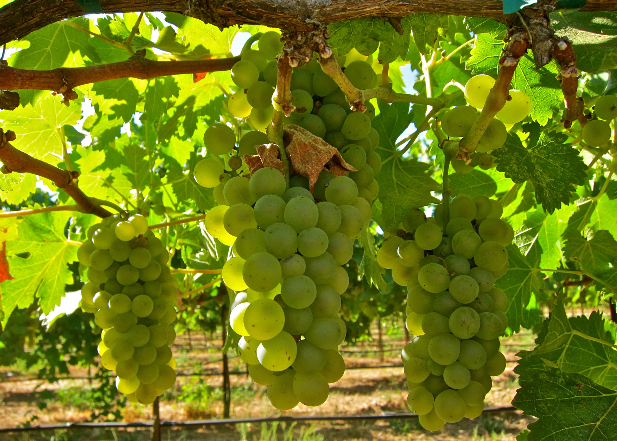 Green winegrapes hanging in a vineyard, ready for harvest in Lodi, California.
