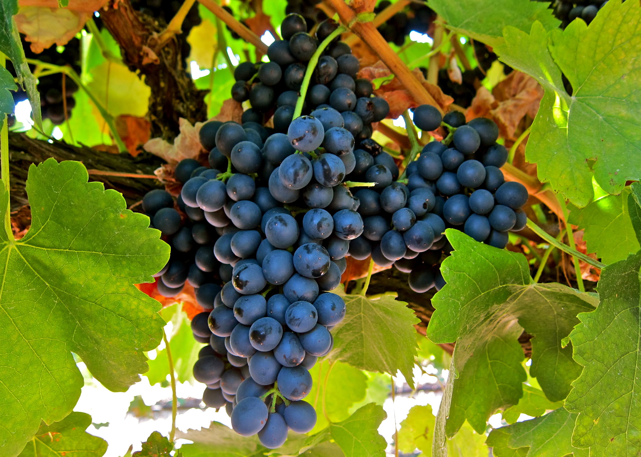 Close-up of ripe dark wine grapes hanging on the vine in Lodi wine region.