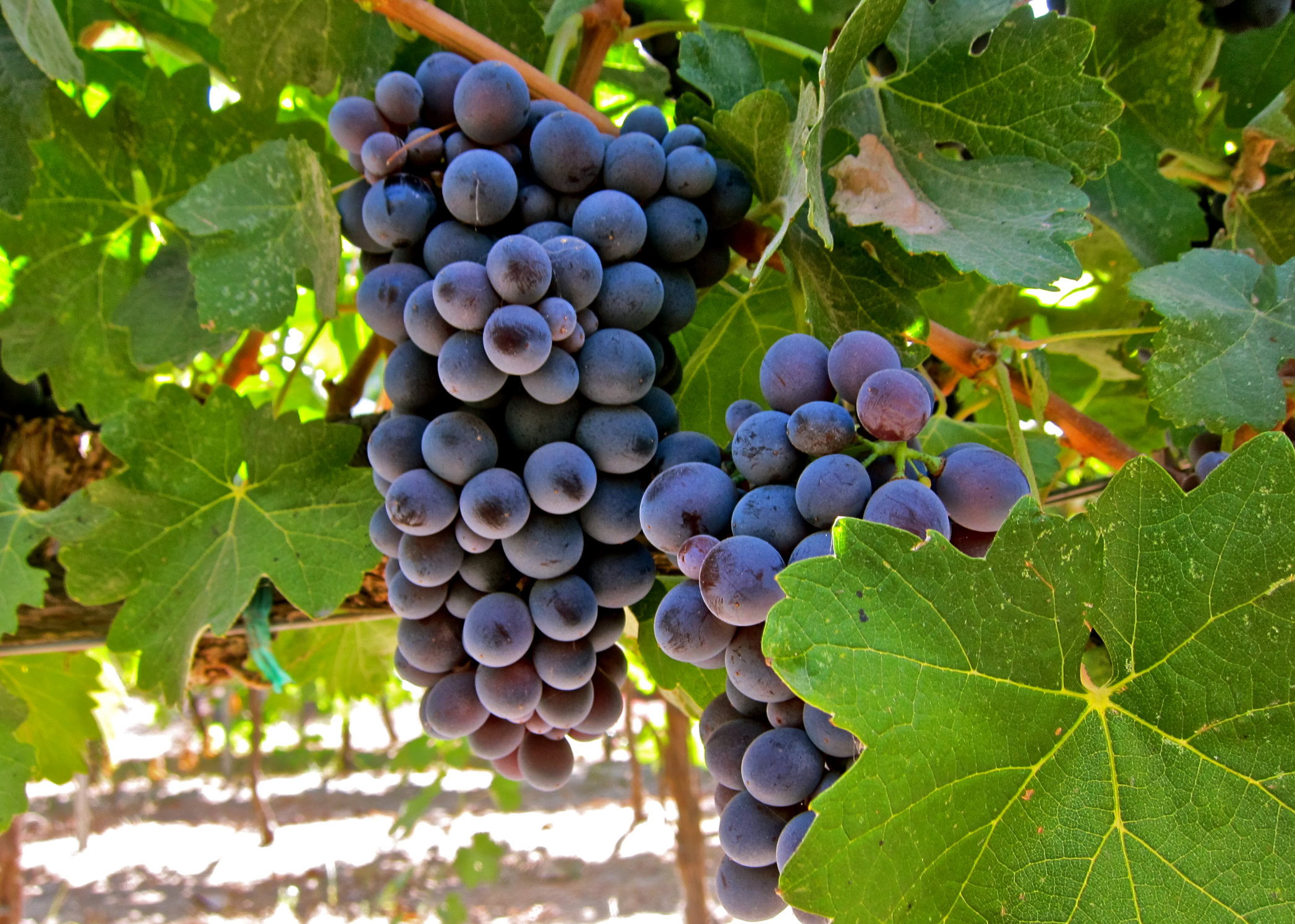Close-up of ripe dark purple wine grapes on the vine with green leaves in a vineyard.