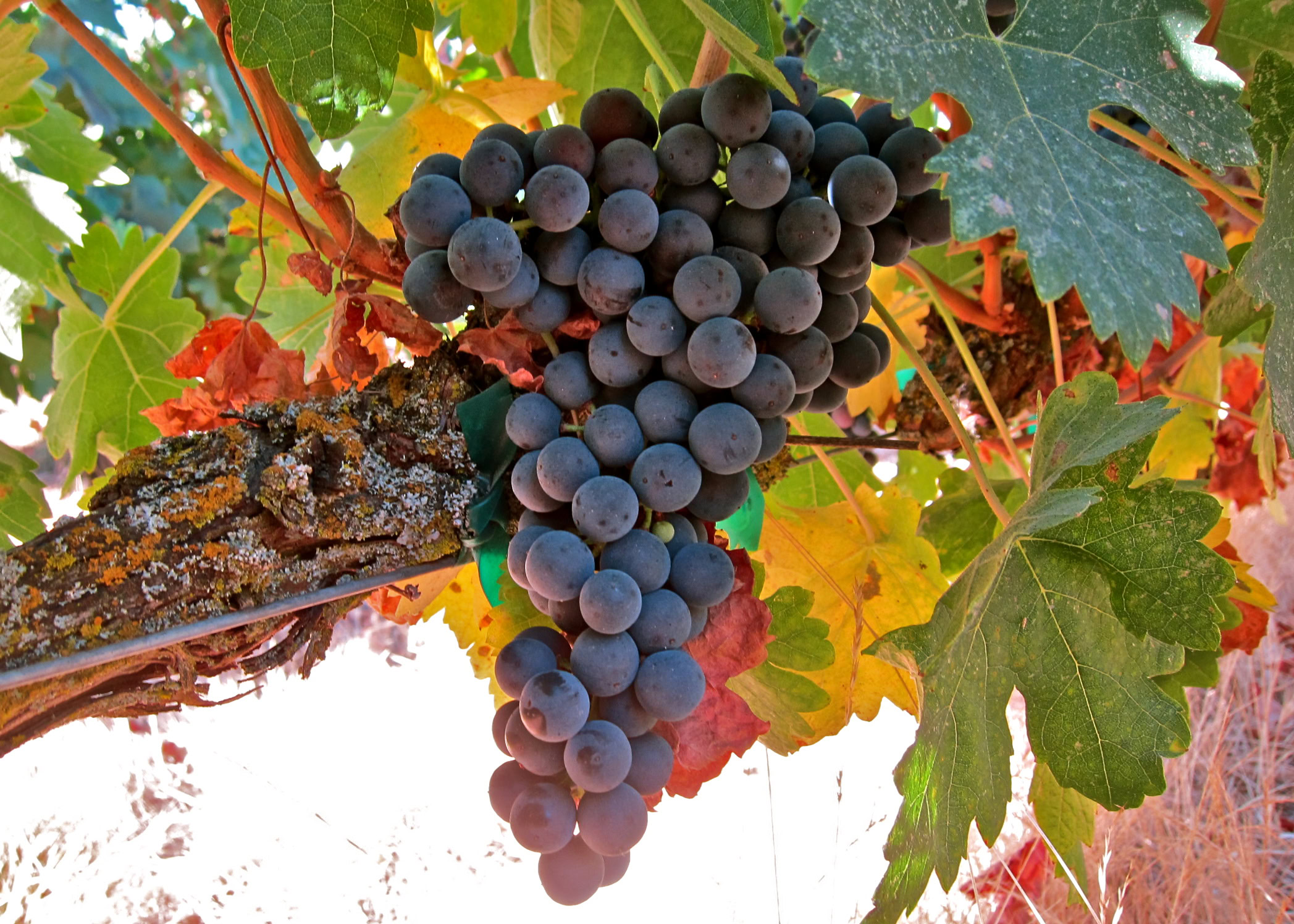 Close-up of a ripe black winegrape cluster hanging from a vine with green and yellow leaves.