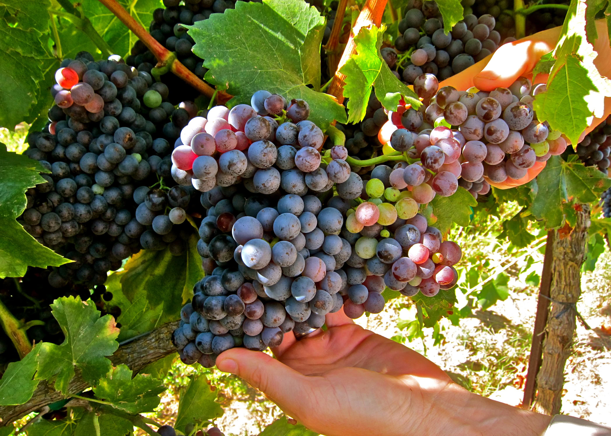 Close-up of ripe purple wine grapes on the vine in Lodi, California, during harvest season.