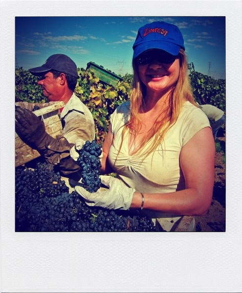 Woman harvesting grapes in a vineyard during the Lodi Winegrape Commission event.