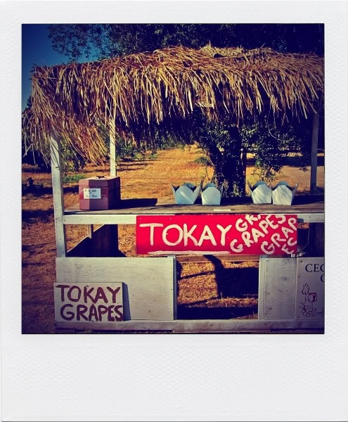 Grape stand at Lodi Winegrape Commission with Tokay grapes sign and thatched roof.