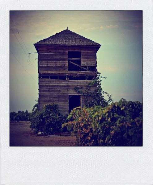 Old wooden building in Lodi vineyards with overgrown plants and a cloudy sky.