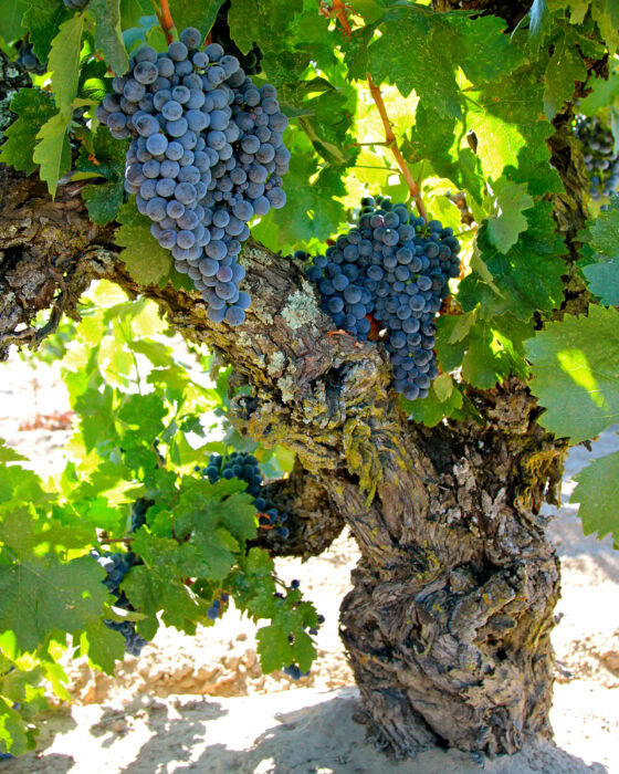 Close-up of a gnarled wine grape vine with ripe blue grapes in Lodi, California.