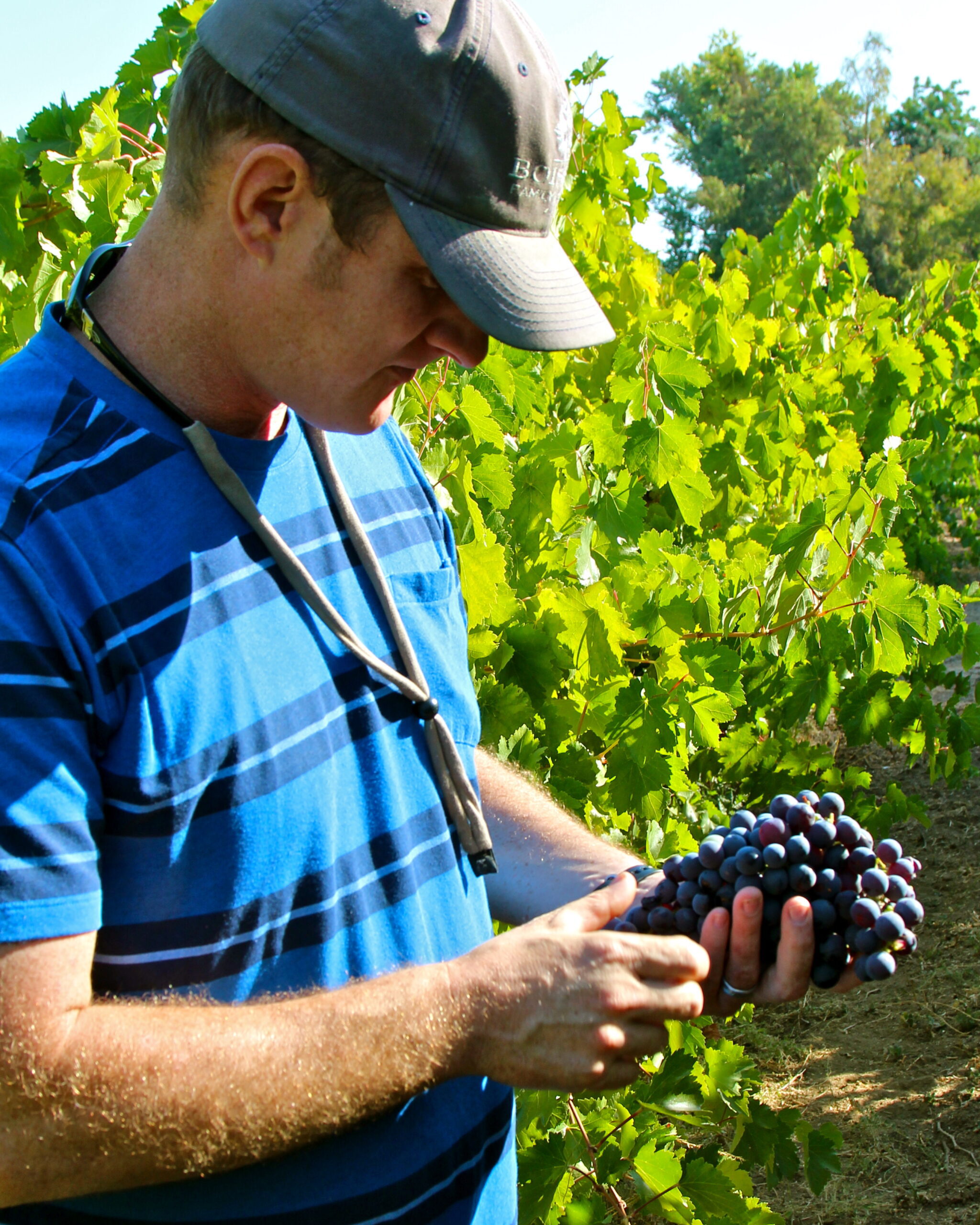 Young man inspecting ripe grapes in a vineyard during harvest season in Lodi, California.