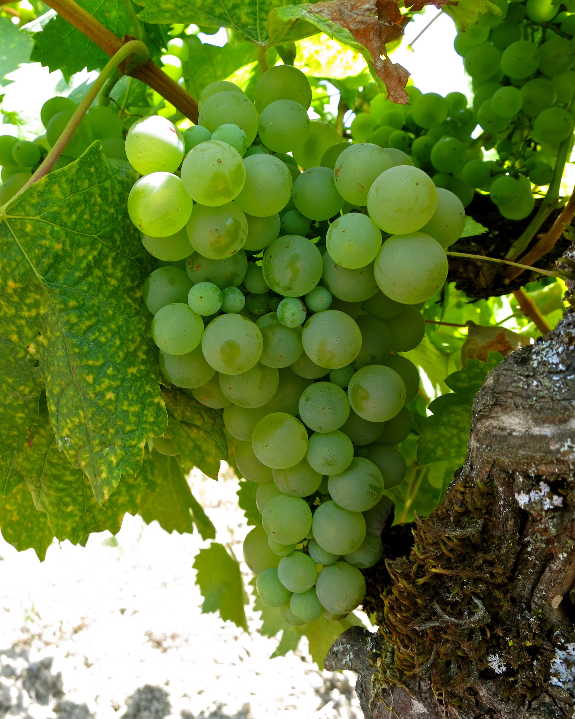 Close-up of a green winegrape cluster hanging from a vine in Lodi, California.