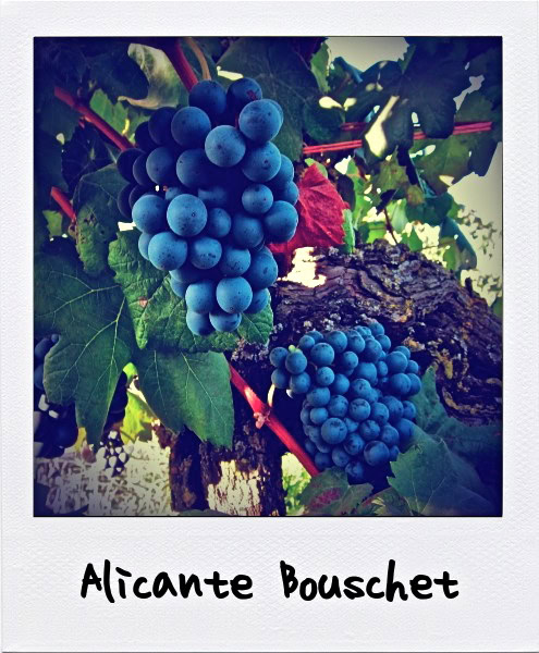 Close-up of ripe Alicante Bouschet grapes on the vine in Lodi, California.