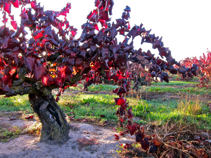 Vineyard with red grape leaves in Lodi, California, during harvest season.