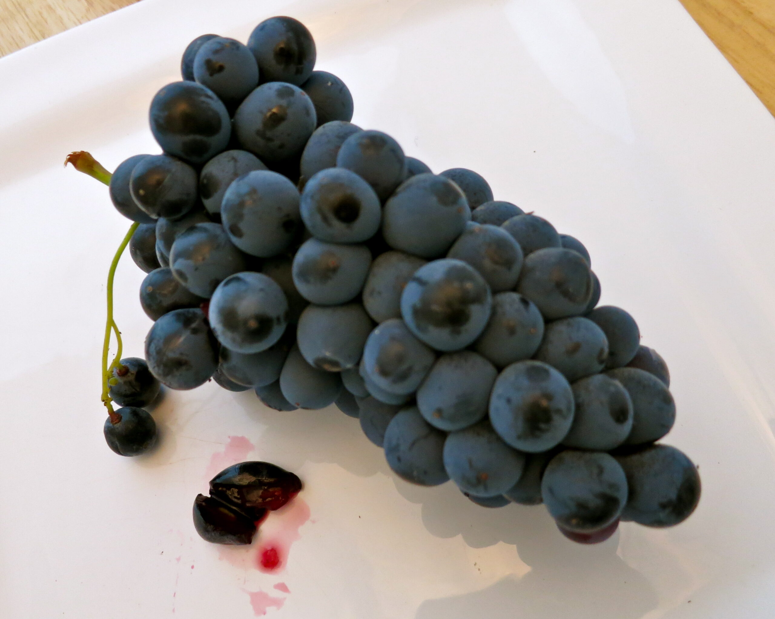 Fresh blue wine grapes from Lodi Winegrape Commission, ideal for winemaking and vineyard quality.