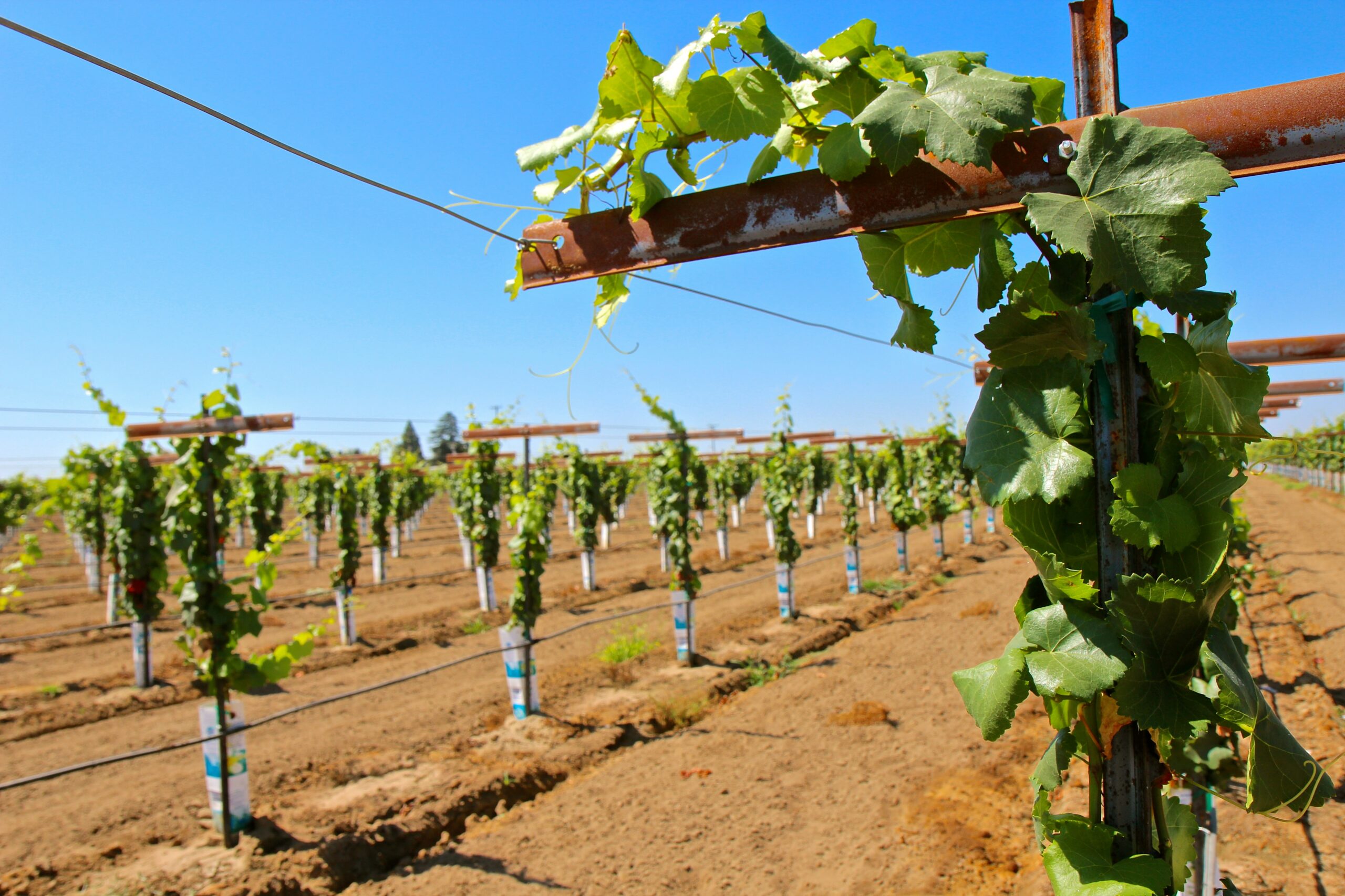 Vineyard in Lodi with rows of grapevines under a clear blue sky.