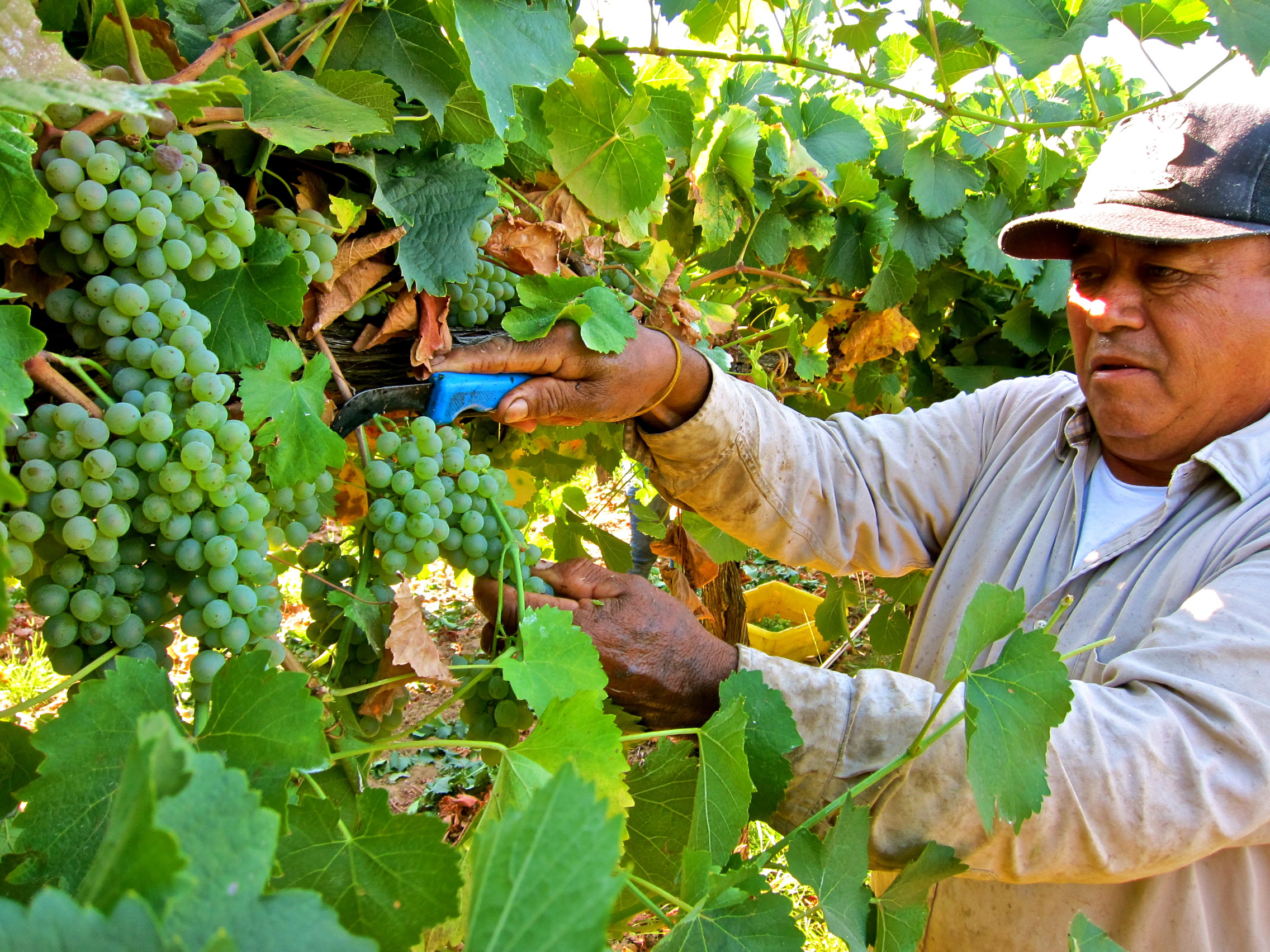Vineyard worker harvesting green grapes in Lodi wine region, California.
