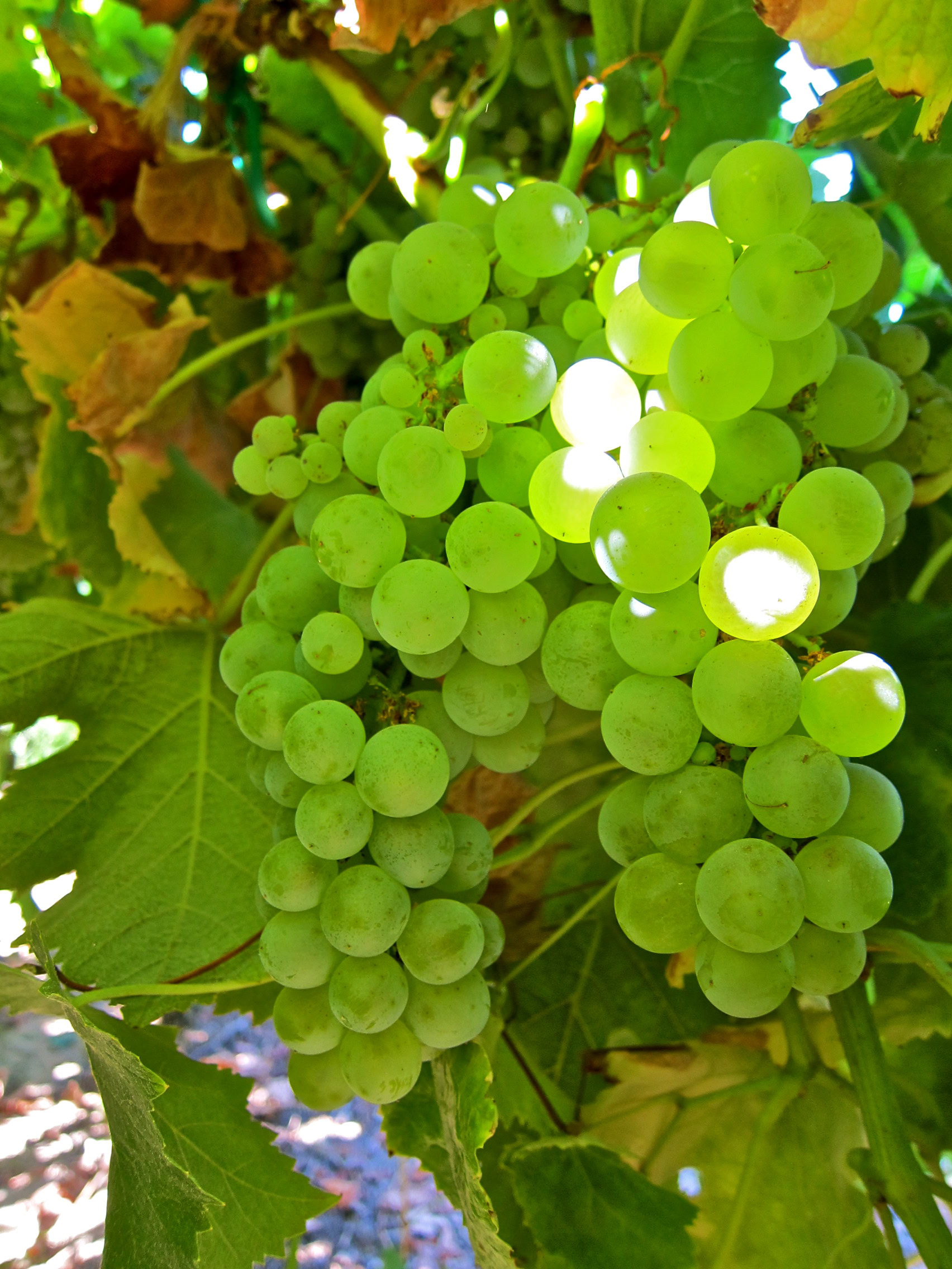 Fresh green grapes hanging on the vine in Lodi wine region, California.