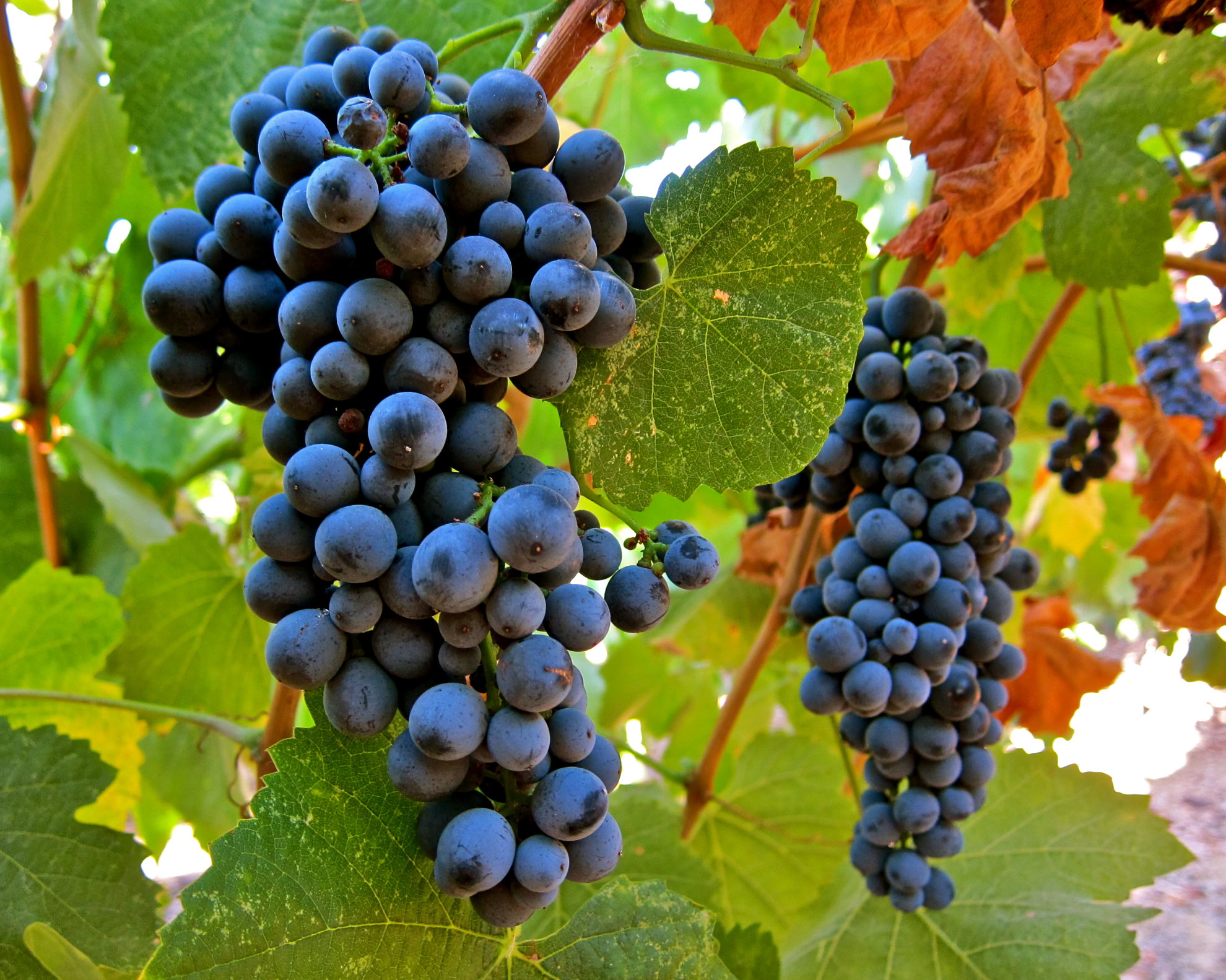 Close-up of ripe dark purple grapes on a vine in Lodi wine country.