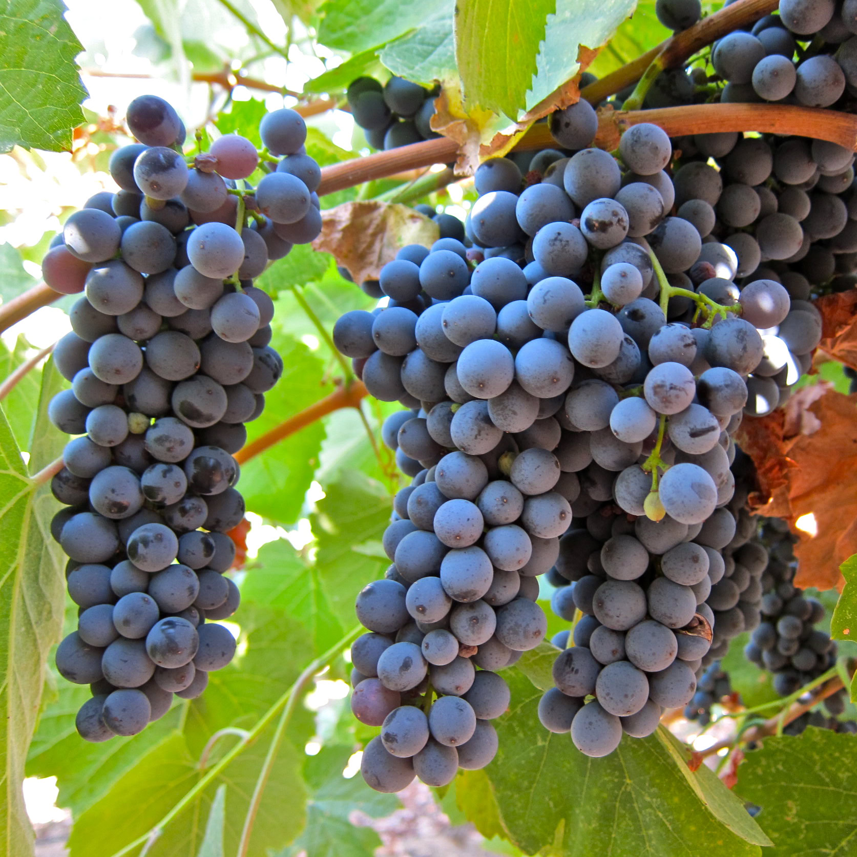 Close-up of ripe dark purple grapes hanging on a vine in Lodi, California.
