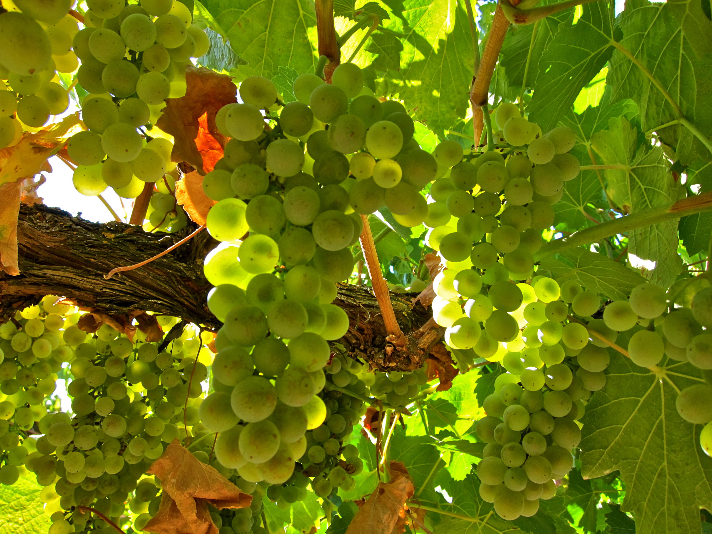 Green grape clusters hanging from vine in Lodi wine region, California.