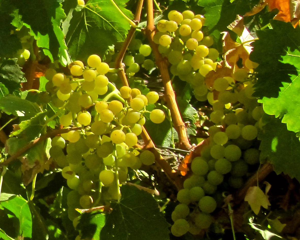 Close-up of green grape clusters on a vine in a vineyard.