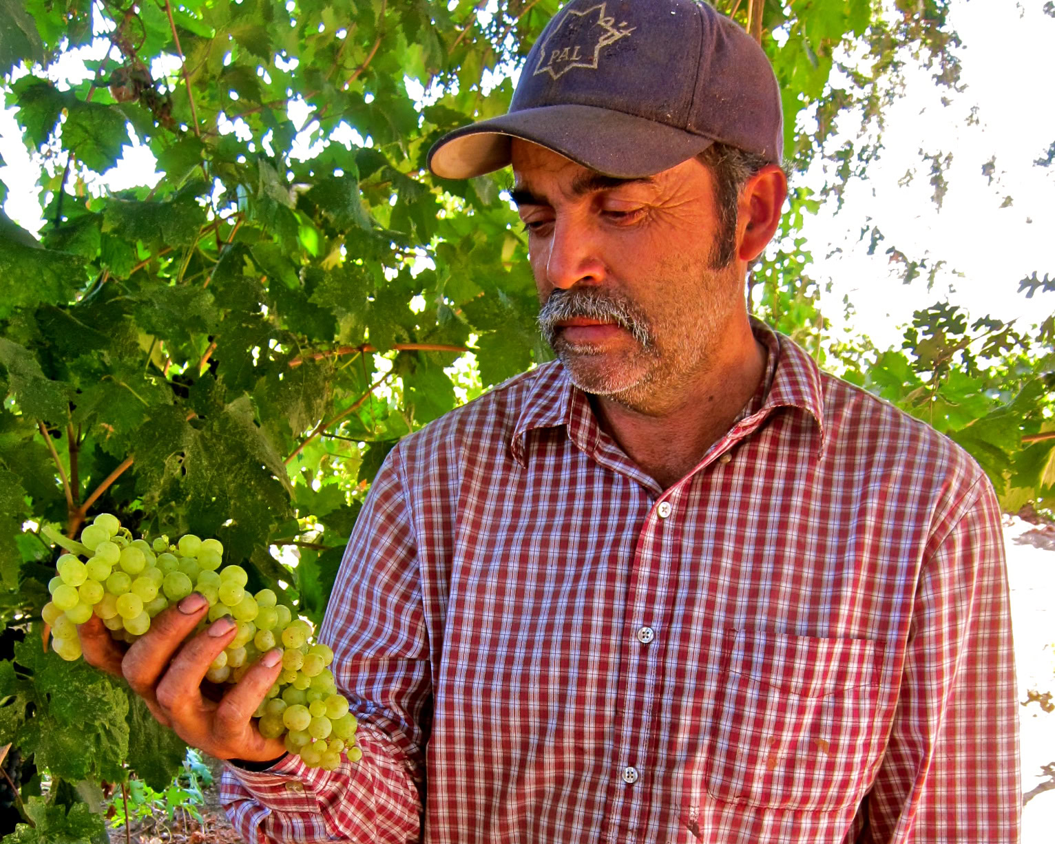 Man inspecting green grape bunches in Lodi vineyard during daytime.