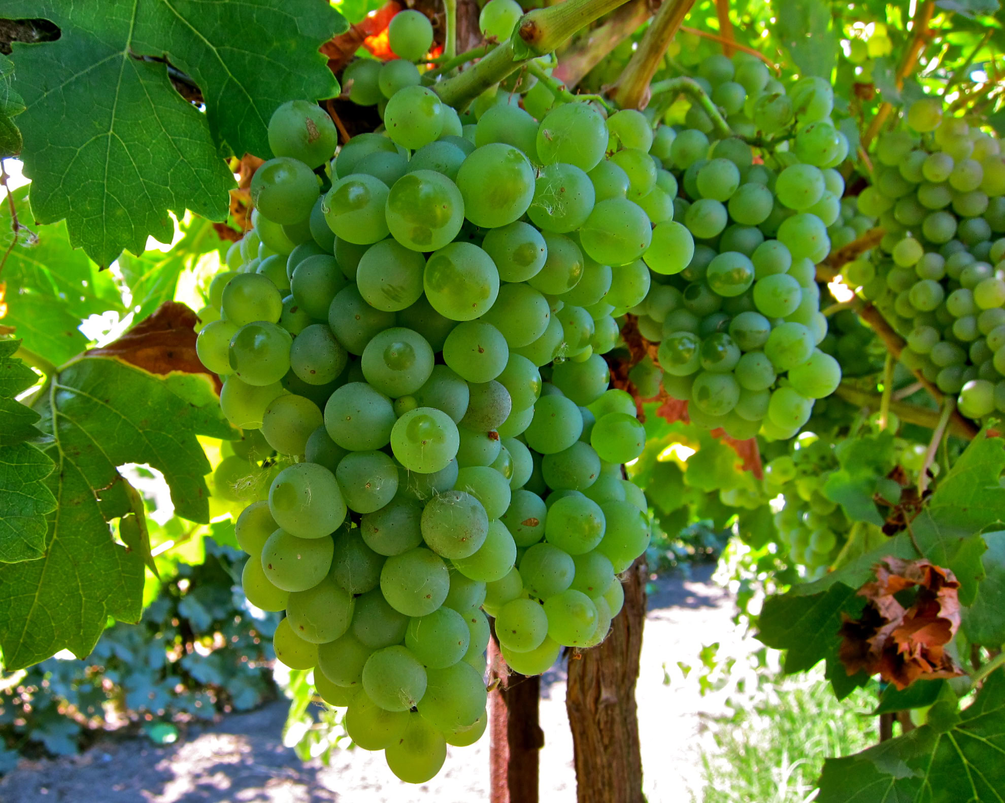 Green grape cluster on vine in Lodi wine region, California, ready for harvest.