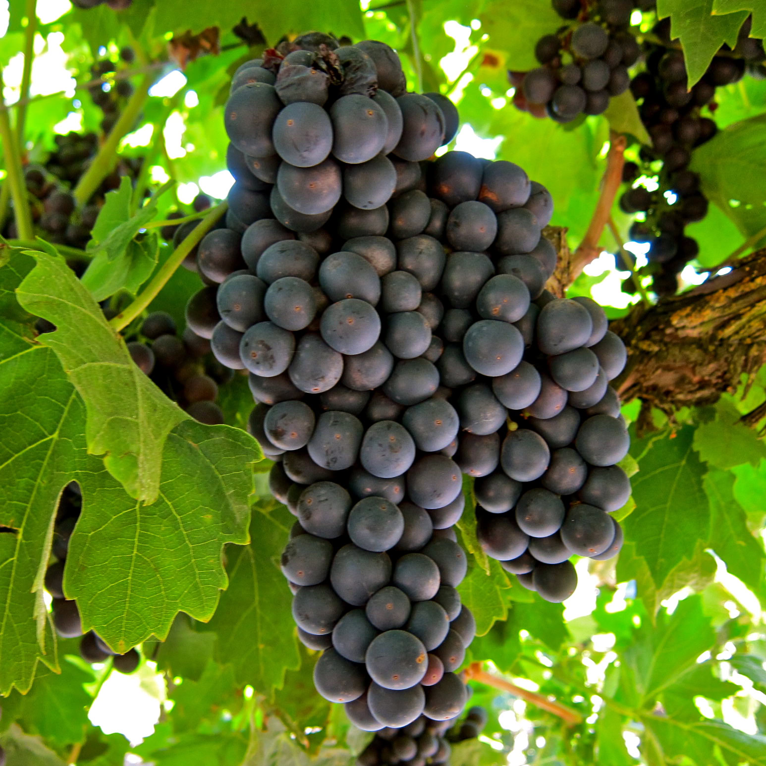Close-up of ripe dark purple grapes hanging on a vine in a vineyard.