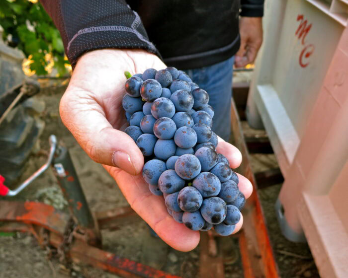 Close-up of a hand holding a bunch of ripe, dark purple wine grapes in a vineyard.