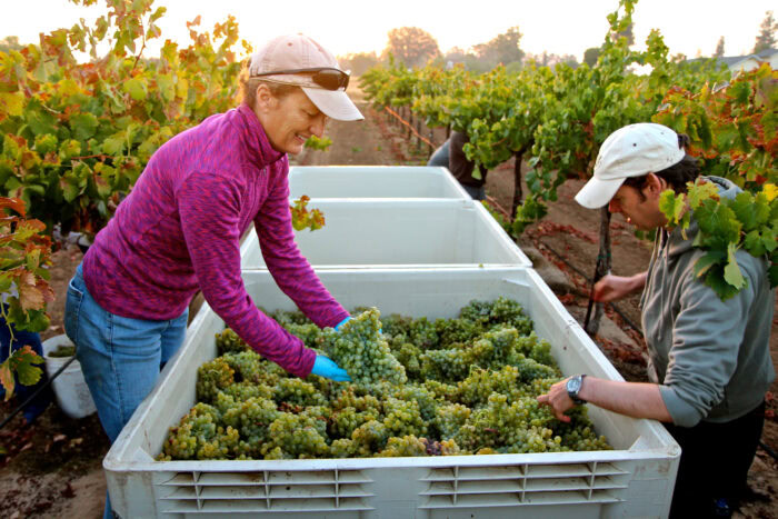 Workers harvest grapes in a vineyard for Lodi wine production, showcasing grape sorting and vineyard management.
