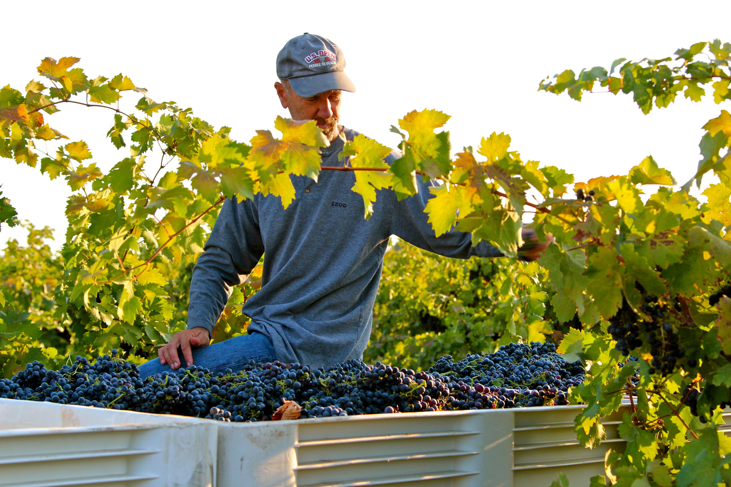 Vineyard worker harvesting ripe grapes in Lodi wine region during sunny day.