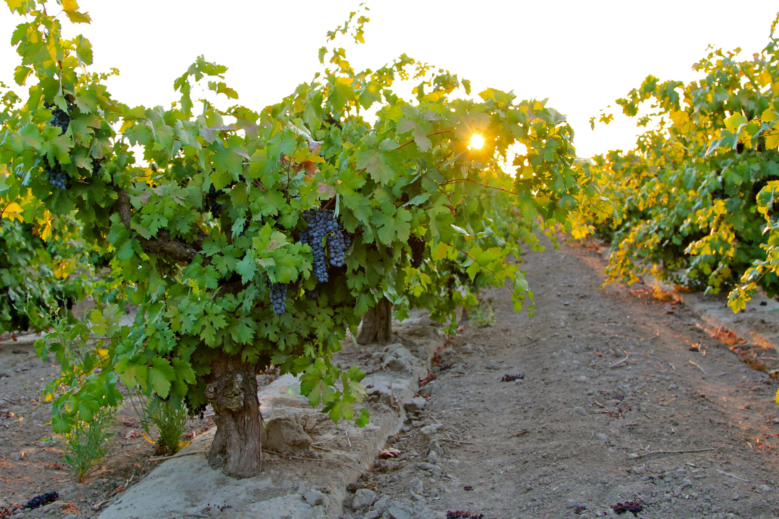 Vineyard with ripe grapes in Lodi, California, during sunset, showcasing premium wine grape cultivation.
