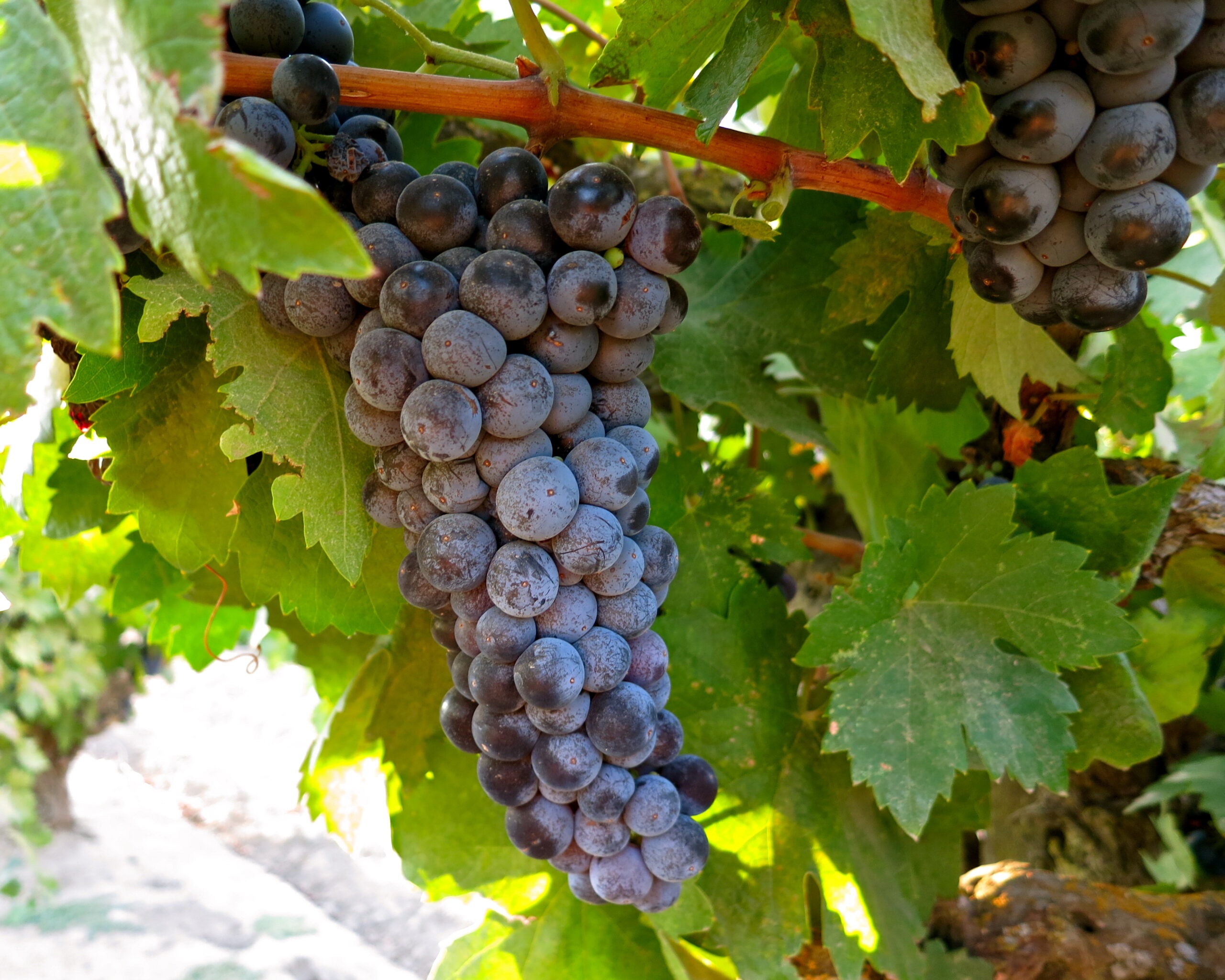 Close-up of ripe wine grapes hanging on the vine in Lodi, California, showcasing premium grape quality for winemaking.