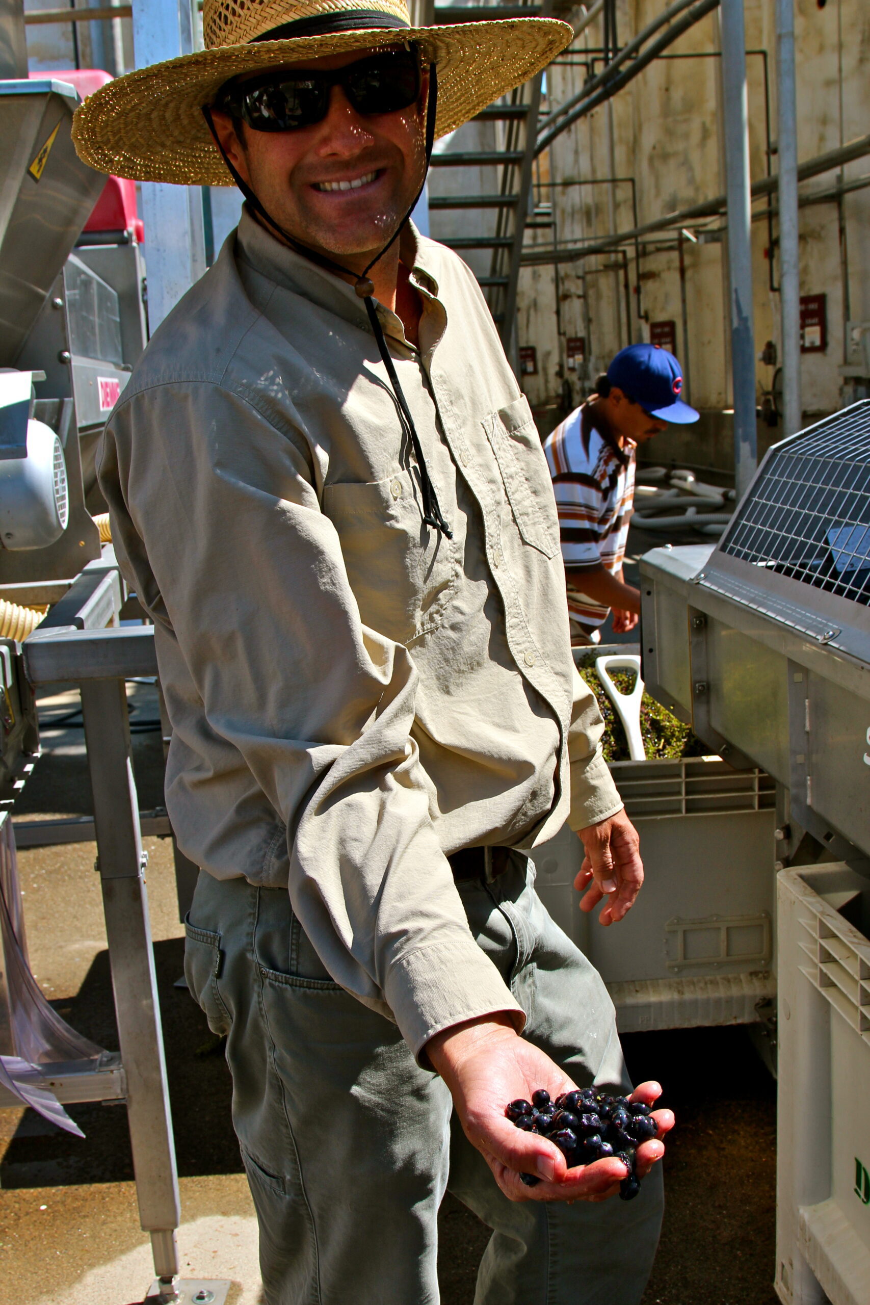 Man holding freshly harvested grapes at Lodi vineyard for wine production.