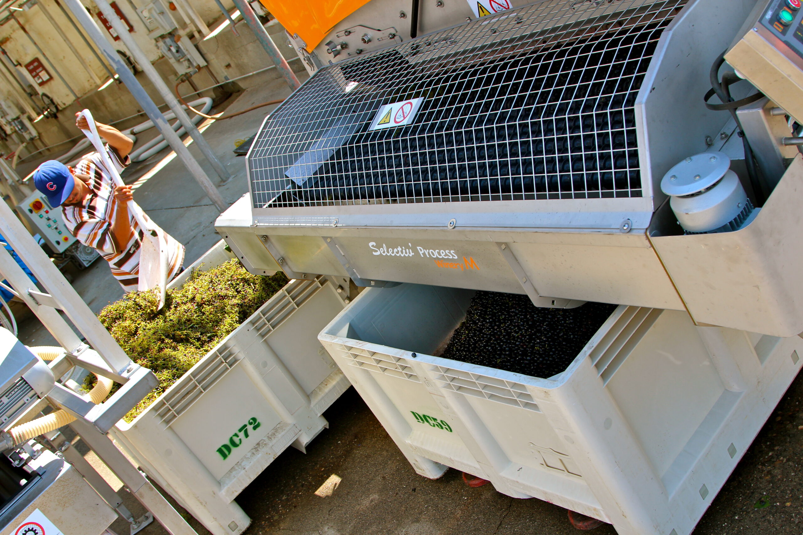 Grape harvesting machine at Lodi Winegrape Commission vineyard in California.