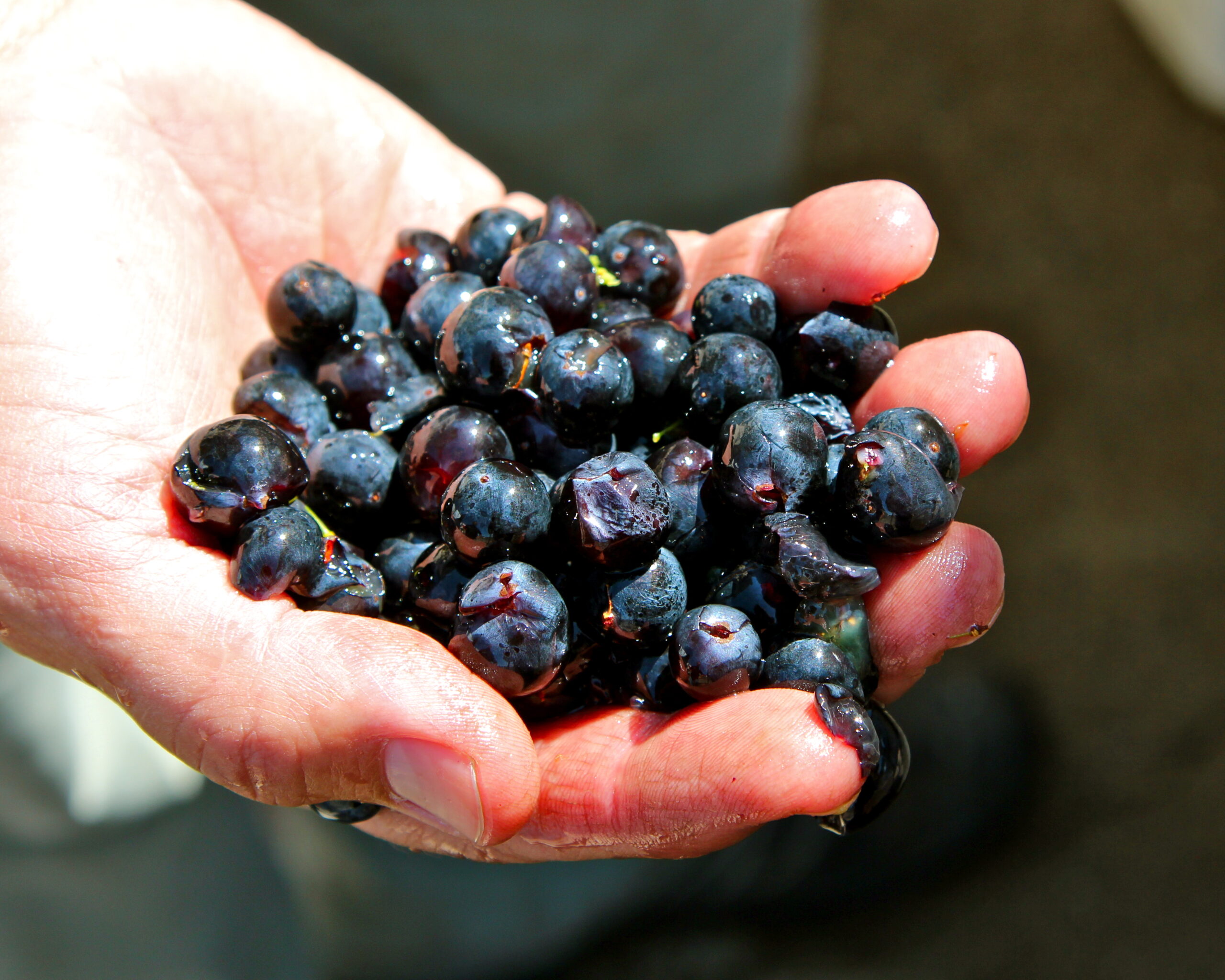 Hand holding ripe dark purple wine grapes in Lodi, California for wine production.