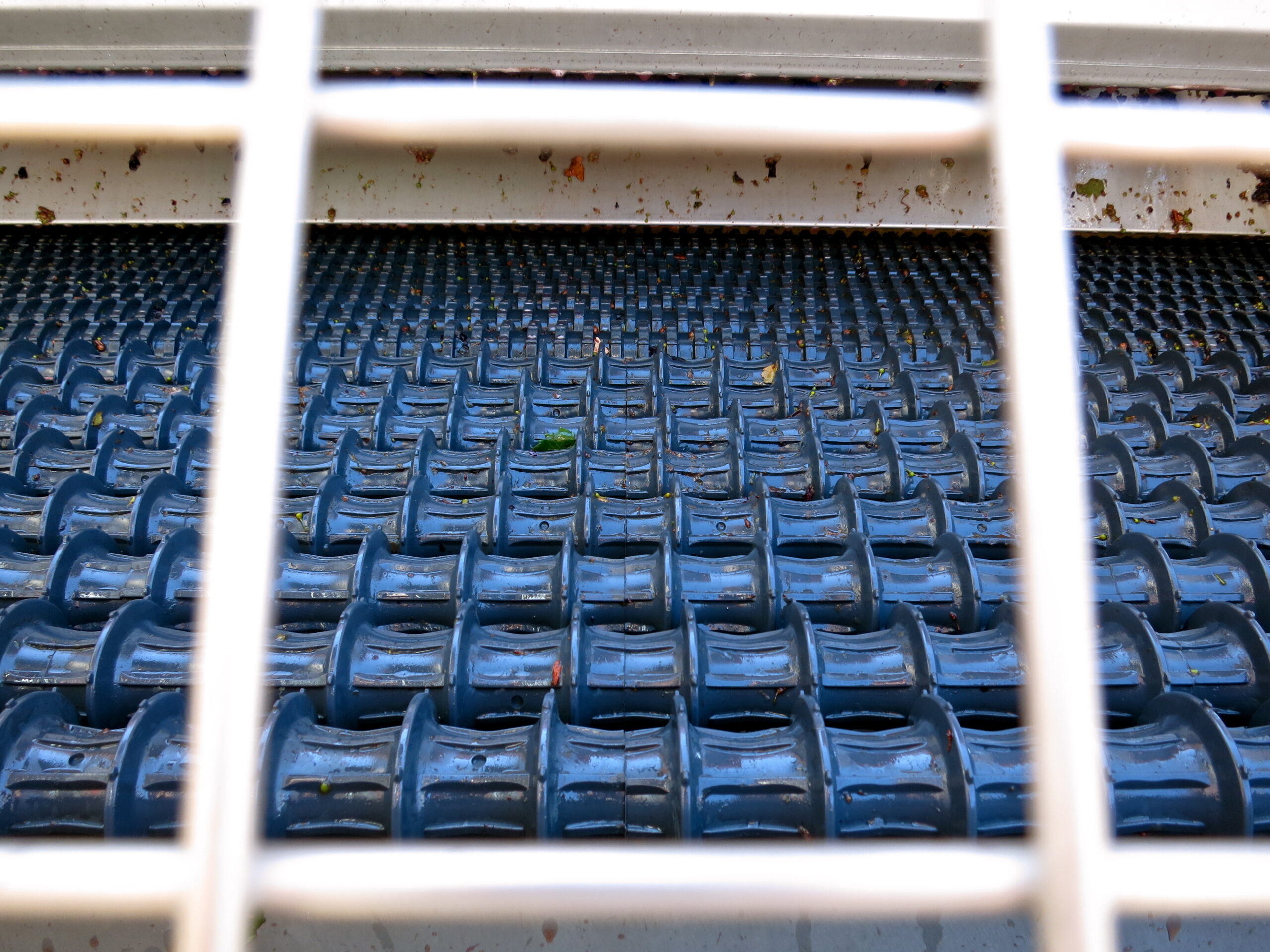 Close-up of blue winegrape crates in a vineyard, viewed through a white grid fence.