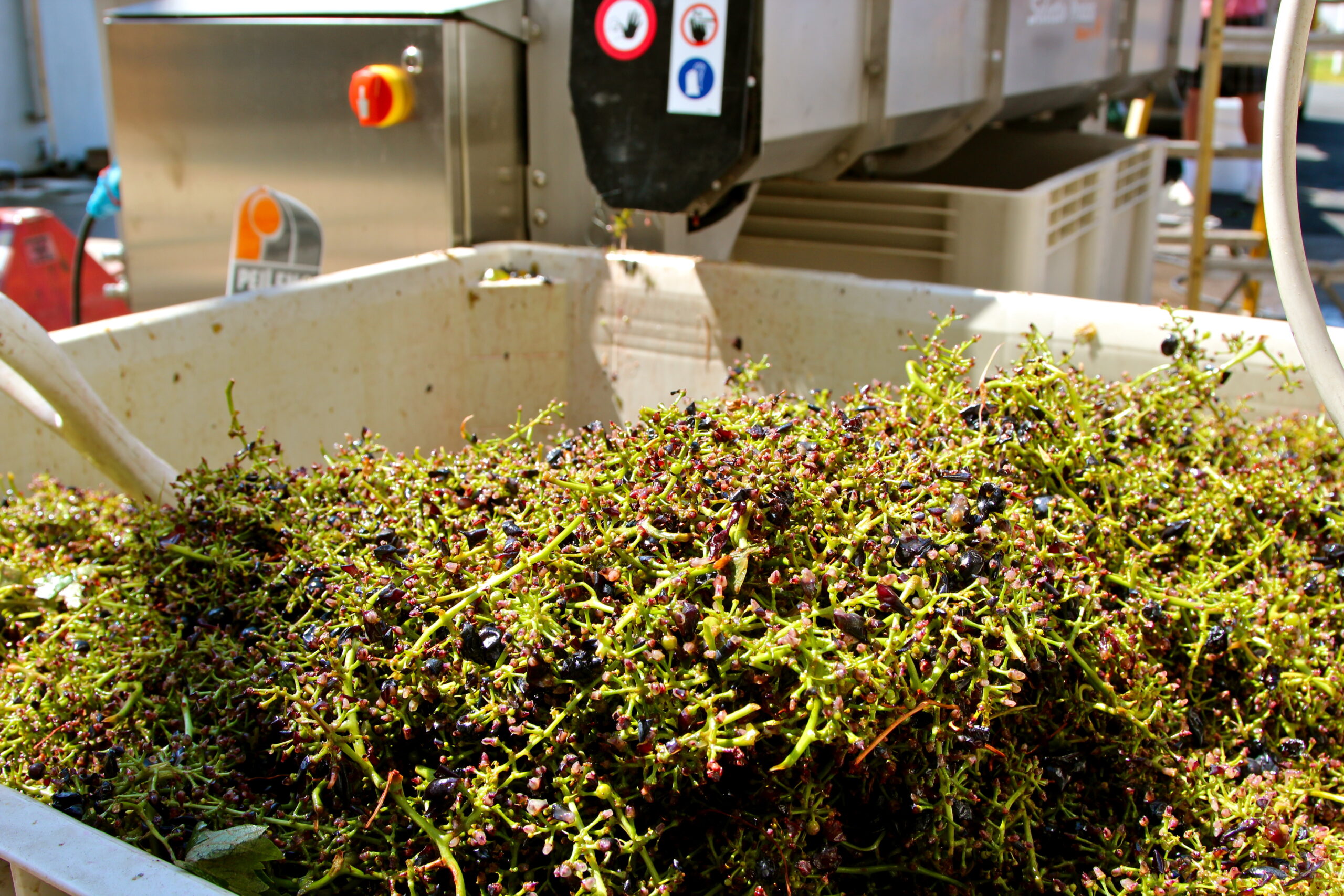 Freshly harvested winegrapes in a large container at Lodi Winegrape Commission.