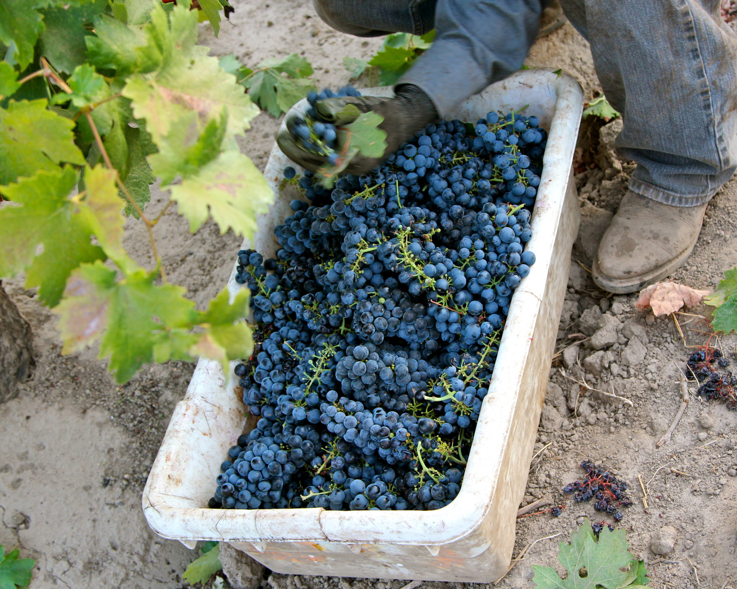 Worker harvesting ripe blue grapes in Lodi vineyard for wine production.