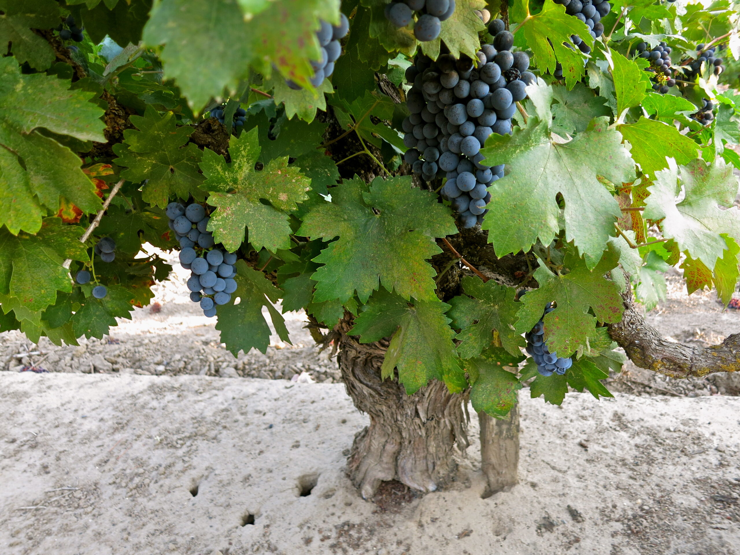 Close-up of ripe dark grapes on a vine in a Lodi vineyard with green leaves.