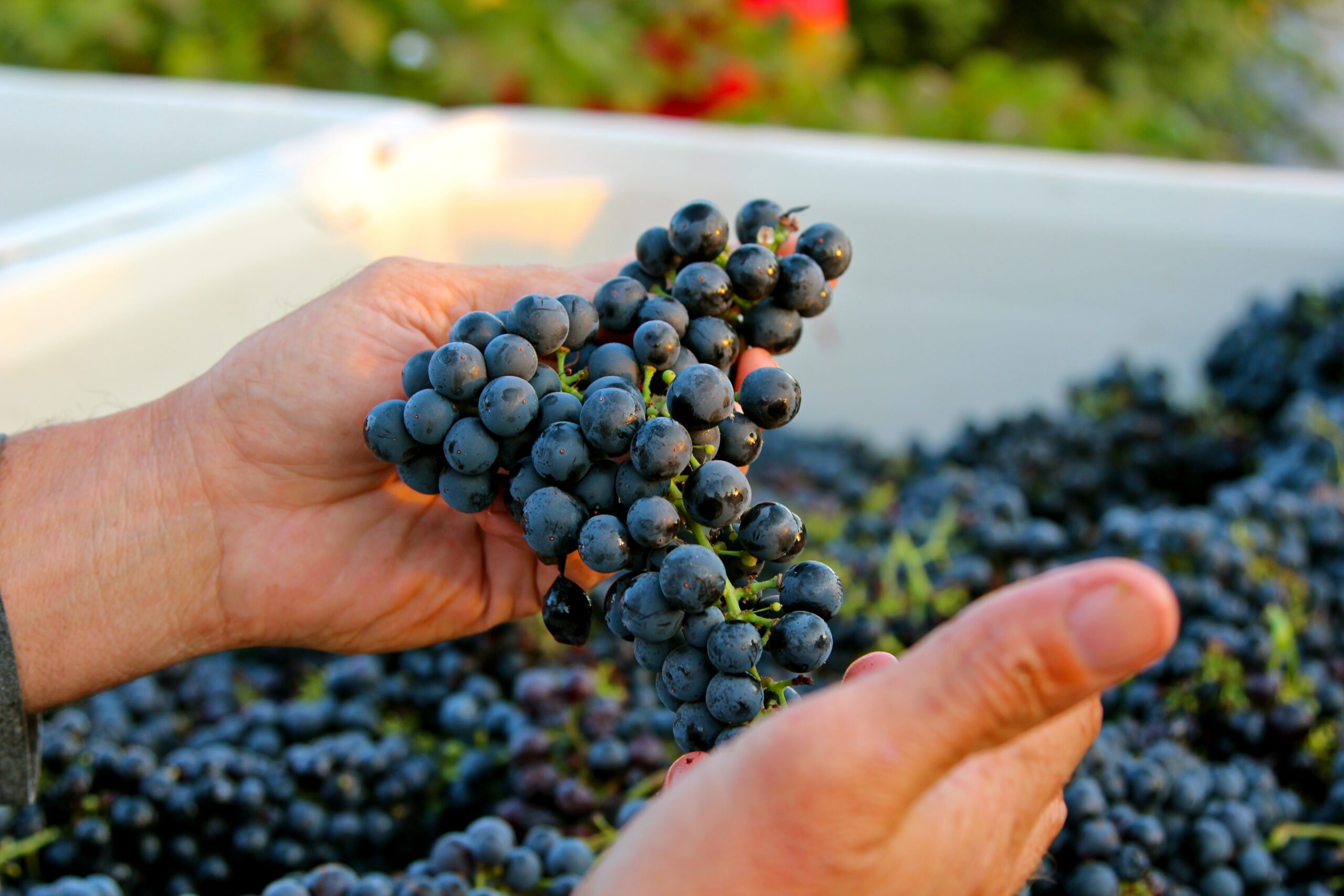 Close-up of hands holding ripe Lodi wine grapes during harvest season.