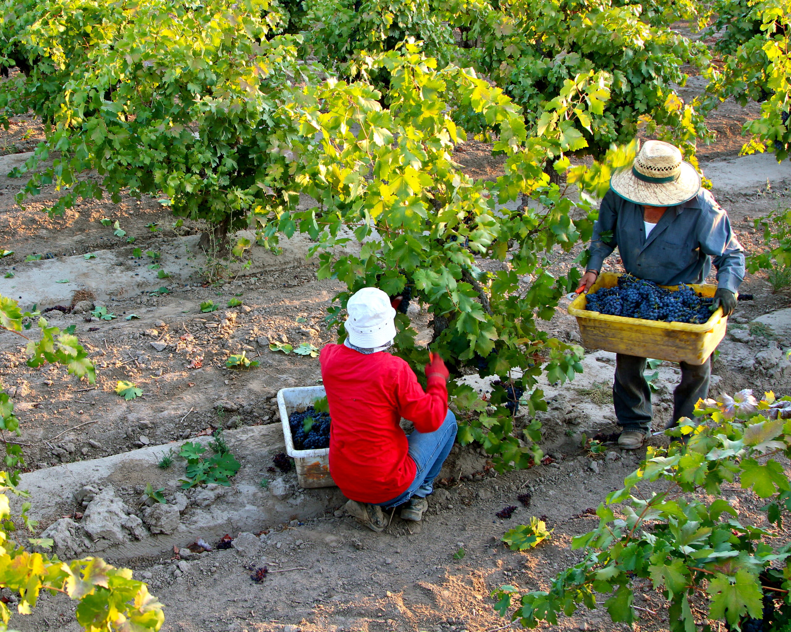 Workers harvesting ripe grapes in a Lodi vineyard during the harvest season.