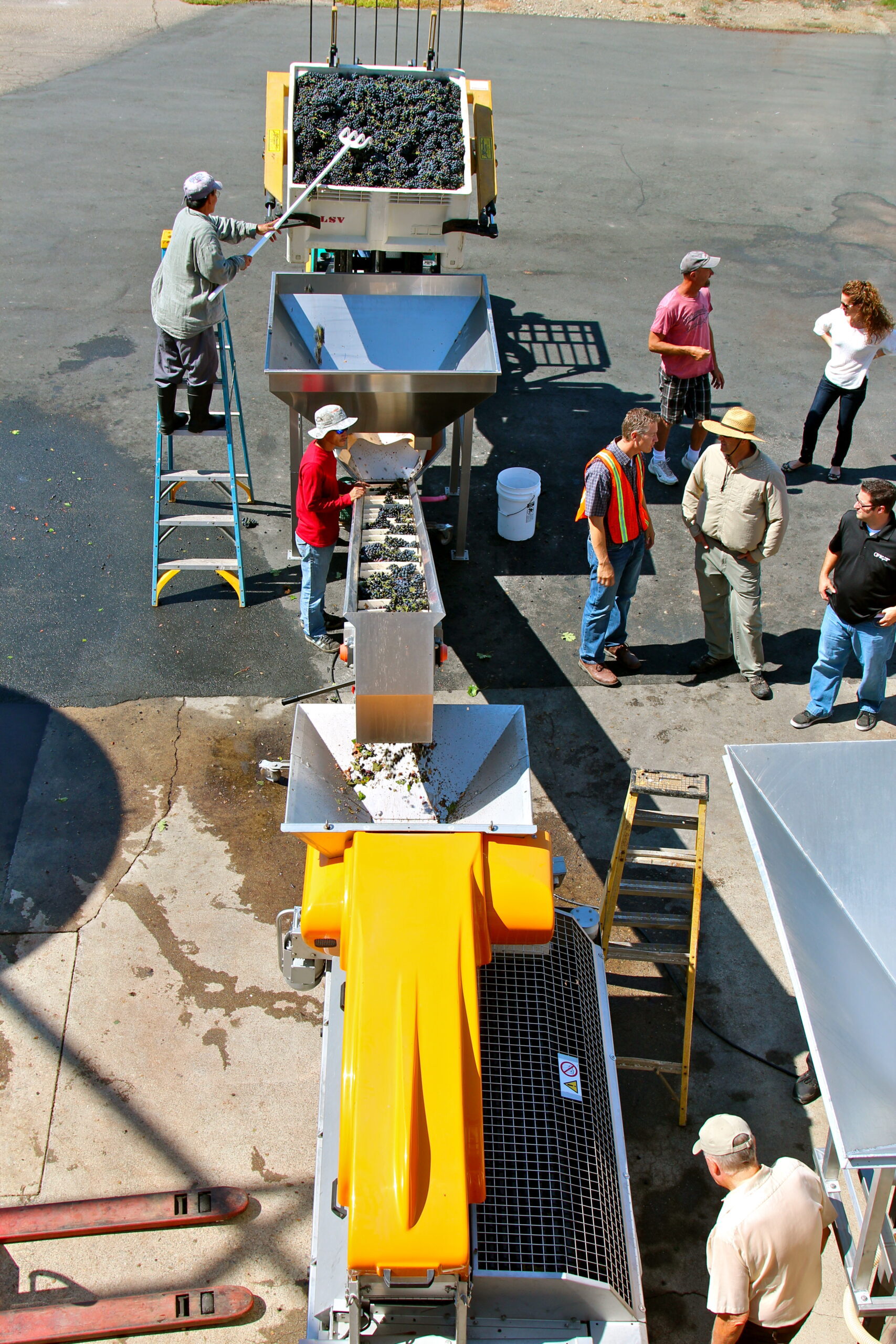 Workers harvest and process winegrapes at a Lodi vineyard with specialized equipment.
