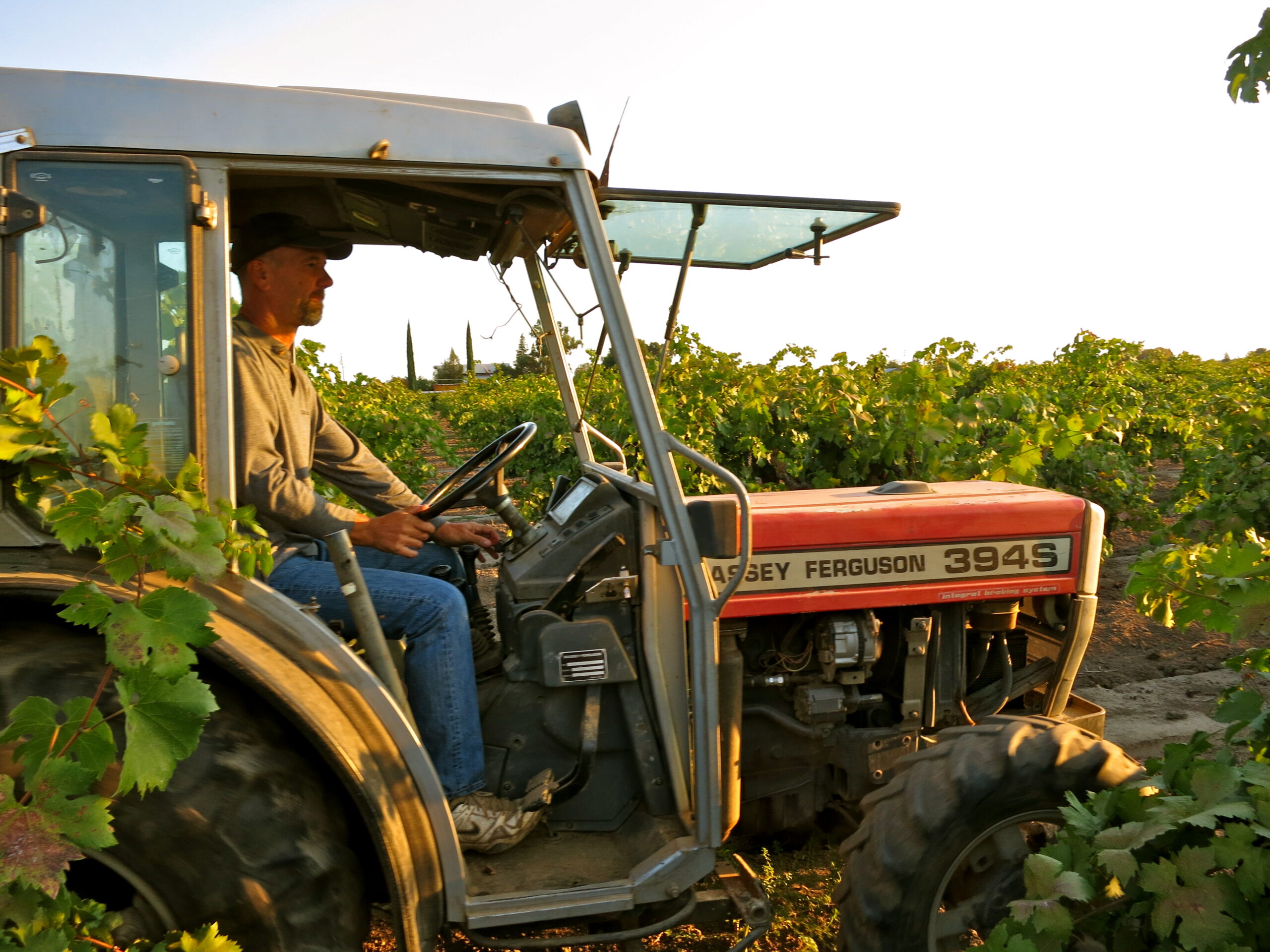 Farmer driving tractor through lush Lodi vineyard for grape harvesting.
